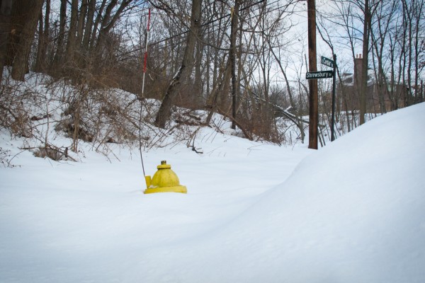 Yellow Top in Snow