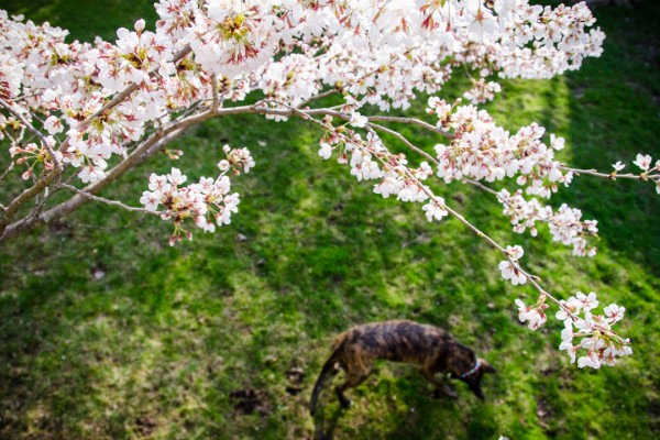 Pear Blossoms Above