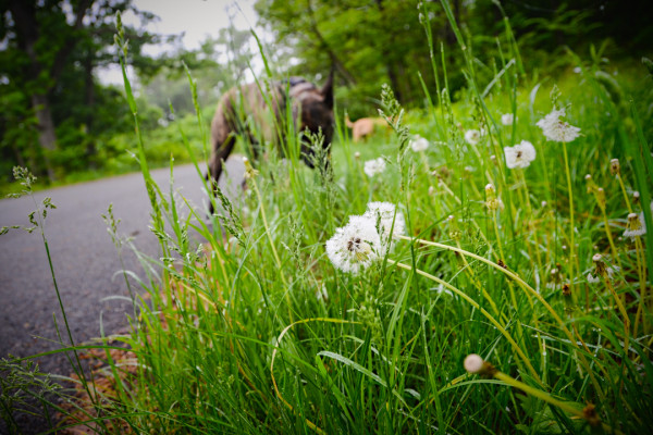 In the Weeds