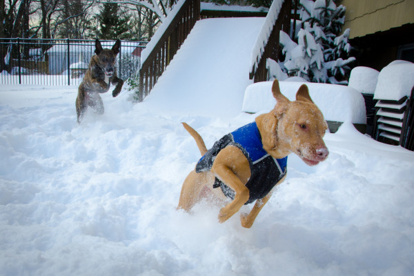 Honey Leap Snow