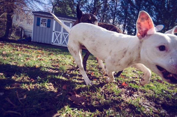 Pink Ear