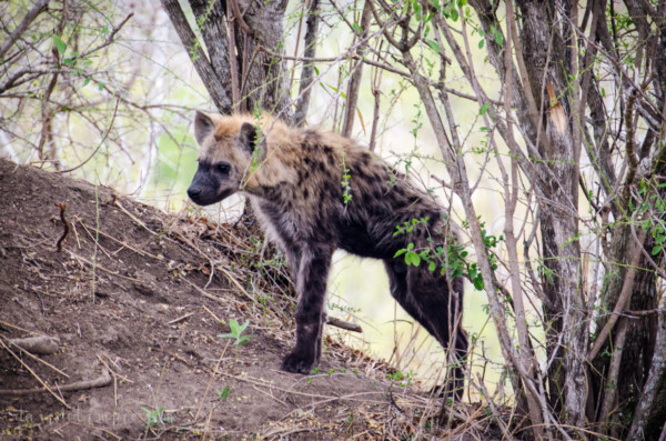 David Olimpio Photography: South Africa Safari - Hyena