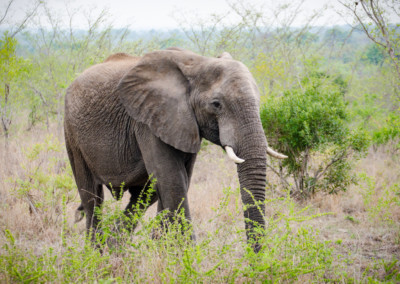 David Olimpio Photography: South Africa Safari - Elephant