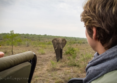 David Olimpio Photography: South Africa Safari - Baby Elephant