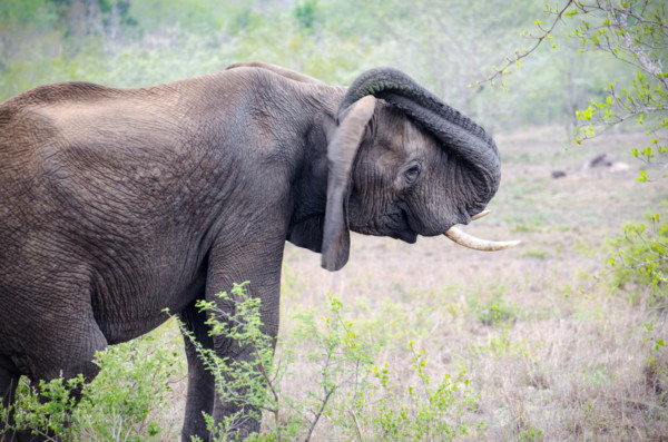 David Olimpio Photography: South Africa Safari - Elephant