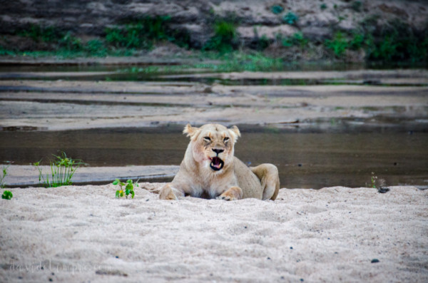 David Olimpio Photography: South Africa Safari - Lion