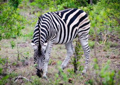 David Olimpio Photography: South Africa Safari - Zebra
