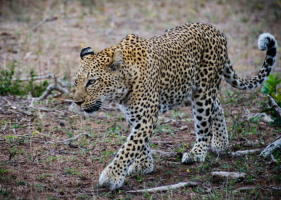 David Olimpio Photography: South Africa Safari - Leopard