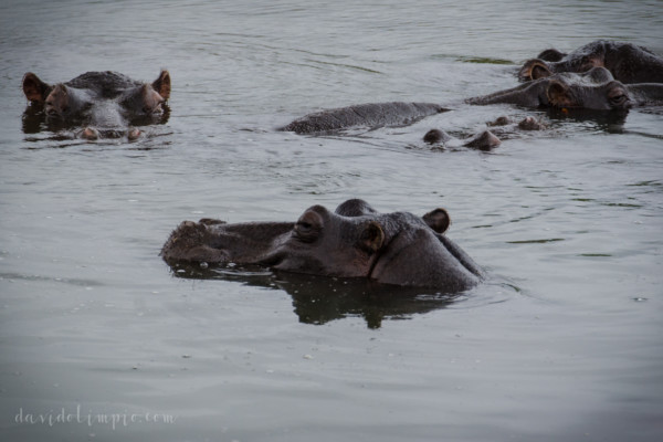 David Olimpio Photography: South Africa Safari - Hippo