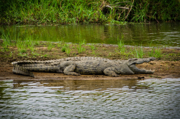 David Olimpio Photography: South Africa Safari - Crocodile