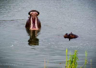 David Olimpio Photography: South Africa Safari - Hippo