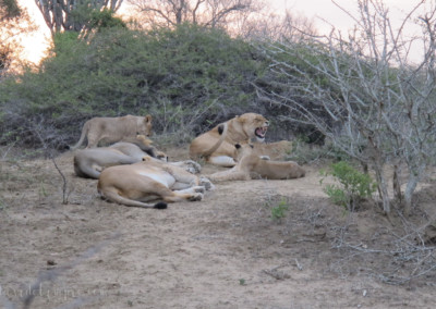 David Olimpio Photography: South Africa Safari - Lion