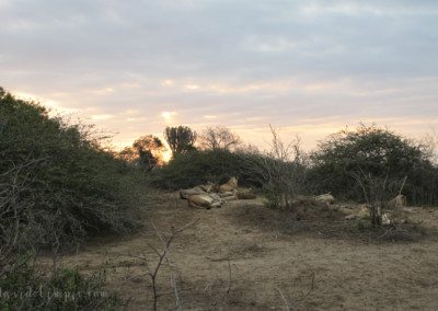 David Olimpio Photography: South Africa Safari - Lions