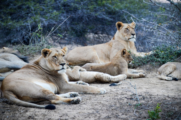 David Olimpio Photography: South Africa Safari - Lions