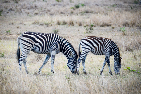 David Olimpio Photography: South Africa Safari - Zebras