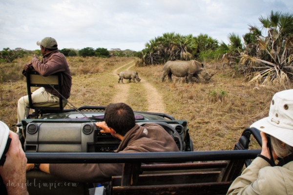 David Olimpio Photography: South Africa Safari - Rhino
