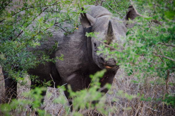 David Olimpio Photography: South Africa Safari - Rhino