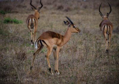 David Olimpio Photography: South Africa Safari - Gazelle