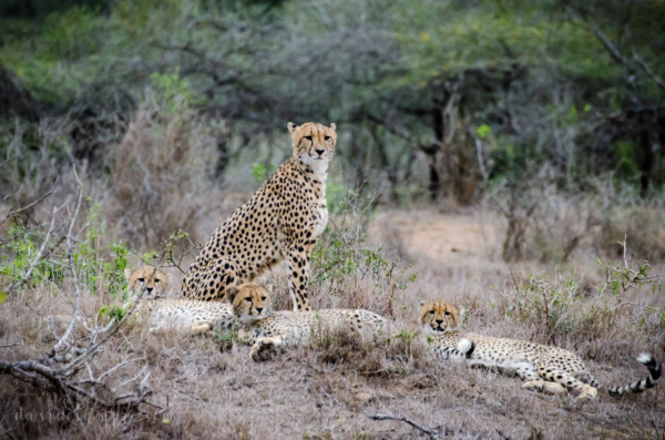 David Olimpio Photography: South Africa Safari - Cheetah Mother with Cubs