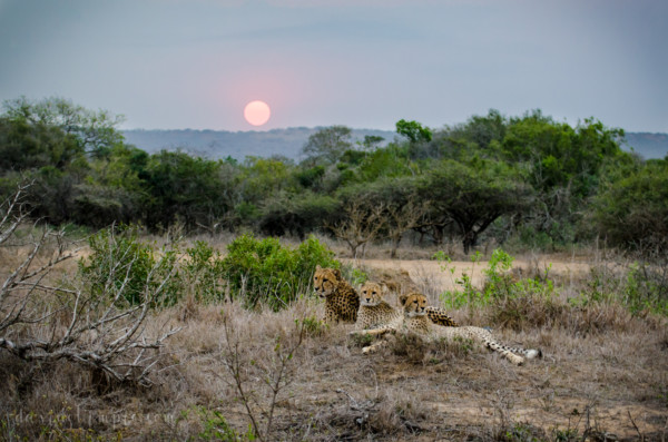 David Olimpio Photography: South Africa Safari - Cheetah Mother with Cubs and Sunset
