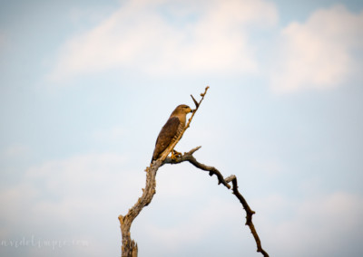 David Olimpio Photography: South Africa Safari - Falcon