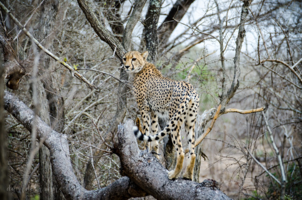 David Olimpio Photography: South Africa Safari - Cheetah