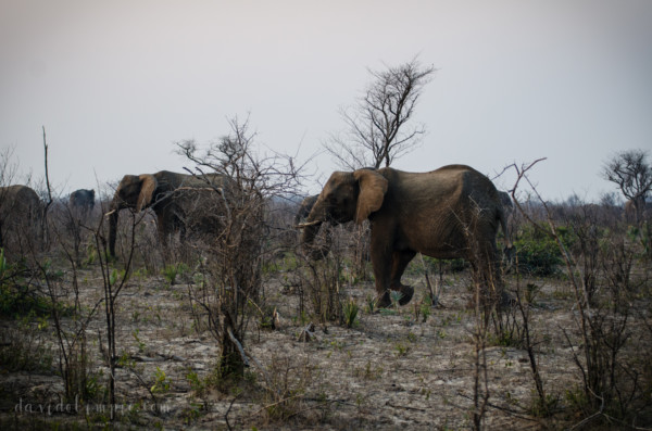 David Olimpio Photography: South Africa Safari - Elephants