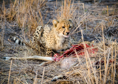 David Olimpio Photography: South Africa Safari - Cheetah Cub