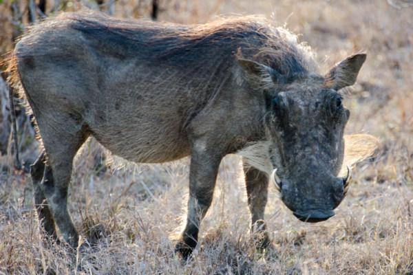 David Olimpio Photography: South Africa Safari - Wild Boar