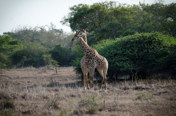 David Olimpio Photography: South Africa Safari - Giraffe