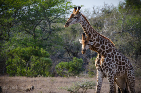 David Olimpio Photography: South Africa Safari - Giraffe