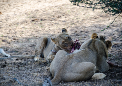 David Olimpio Photography: South Africa Safari - Lions feeding
