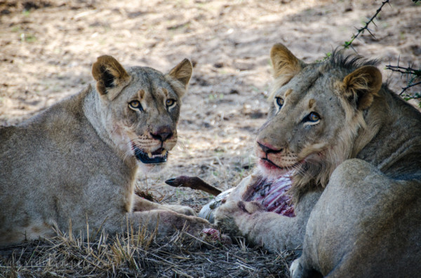 David Olimpio Photography: South Africa Safari - Lions Feeding