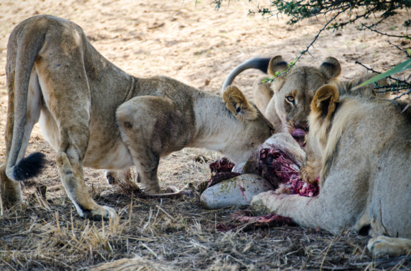 David Olimpio Photography: South Africa Safari - Lions Feeding