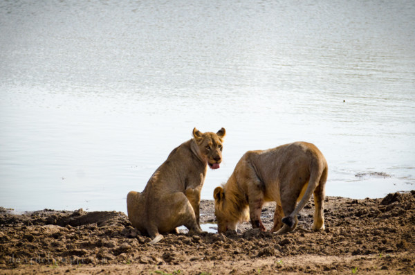 David Olimpio Photography: South Africa Safari - Lions Drinking