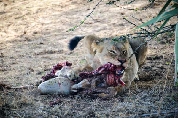 David Olimpio Photography: South Africa Safari - Lion Feeding