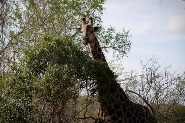 David Olimpio Photography: South Africa Safari - Giraffe