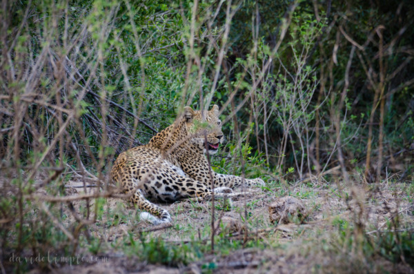 David Olimpio Photography: South Africa Safari - Leopard