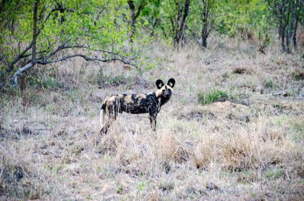 David Olimpio Photography: South Africa Safari - Wild Dog