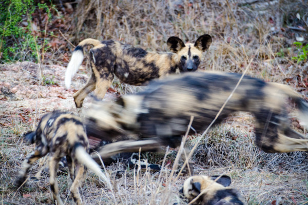 David Olimpio Photography: South Africa Safari - Wild Dogs