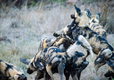David Olimpio Photography: South Africa Safari - Wild Dogs